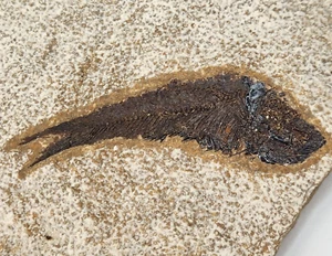 Unidentified Fossil Fish - Eocene - Green River Fm. - Kemmerer, WY - Picture 1 of 5