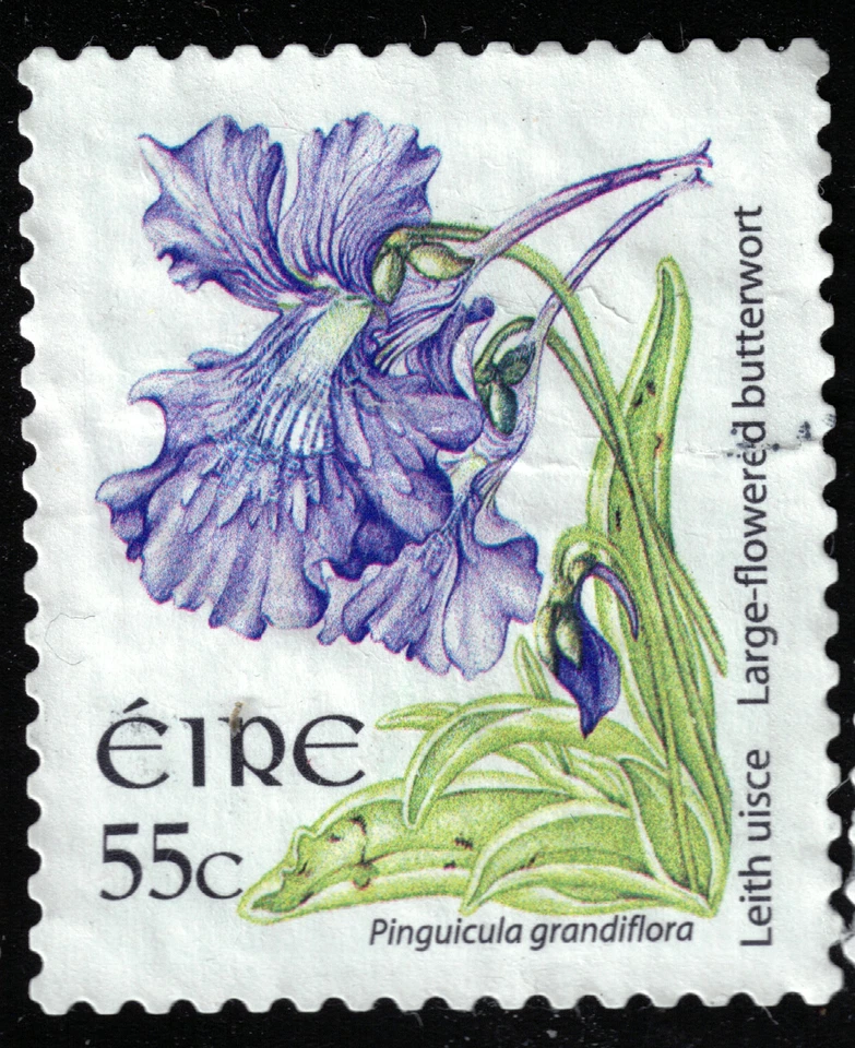 Ireland - 2009 - 55¢ - Wild Flowers - Pinguicula grandiflora - #18084 - Image 1 of 1