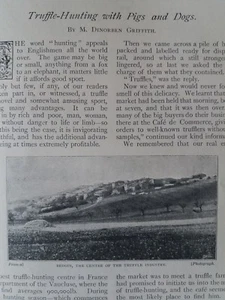 Truffle Hunting Dog Pigs Bedoin Vaucluse Rare Old Antique Article 1900 Truffiere - Picture 1 of 4