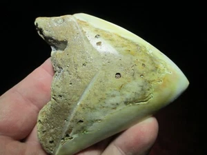 3-3/4 Inch MEGALODON SHARK Tooth Fossil Teeth SOUTH PACIFIC OCEAN NEW CALEDONIA - Picture 1 of 12