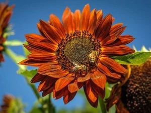 Red Sun Sunflower - Plug Plants - 2x - Unusual Variety - Picture 1 of 3