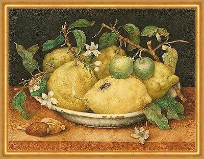 Still Life with Bowl of Citrons Giovanna Garzoni Stillleben Zitronen B A2 02073 - Bild 1 von 1