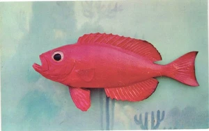 Vintage Toro Fish Postcard South Florida Coral Reef Valence Color Studios - Picture 1 of 2