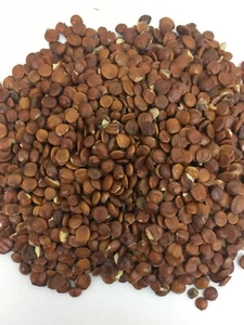 Semen Ziziphi Spinosae/wild Jujube Seed/Suan Zao Ren Dry Herb 100g - Picture 1 of 3