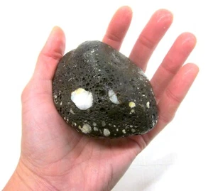 14.2 oz Natural Porous Rock w/ Quartz Inclusions Terrarium Decoration Fish Tank - Picture 1 of 10