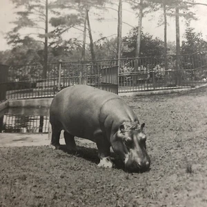 Glass Plate Lantern Slide Hippopotamus Hippo Animal Antique Vintage - Picture 1 of 8