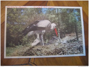 SKANSEN Stockholm Vit Stork Med Hungarian Post Card SWEDEN