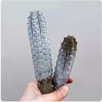 2pcs High8-12cm Gray Euphorbia abdelkuri Euphorbiaceae Cactus Succulent plant