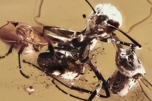 ANT Formicidae Fossil Inclusion Genuine BALTIC AMBER 240912-60 +IMG - Picture 1 of 4