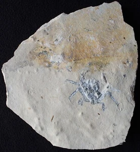 Corazzatocarcinus hadjoulae 26 - Nice Unbroken Crab  Cretaceous Fossils Lebanon - Picture 1 of 3