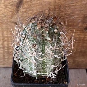 D4898 ASTROPHYTUM CAPRICORNE NIVELUM maceta 10-H11-W9 cm MaMa Cactus - Imagen 1 de 4