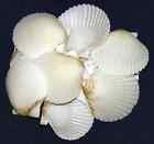 Bulk White Scallop Seashells~1-1/2"-2"~(20 Shells)