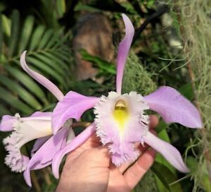 Orchid Orchidee Rlc. Terepaima A.Jesurún 1972, fragrant (23 L/Śr)
