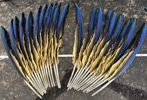 Naturally Molted Blue And Gold Macaw Flight Feathers (28) 13 Inch - Picture 1 of 3
