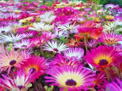 8000+ICE PLANT MIX Flower Seeds Groundcover Drought Heat Poor Soils Fast Easy - Image 1 of 4