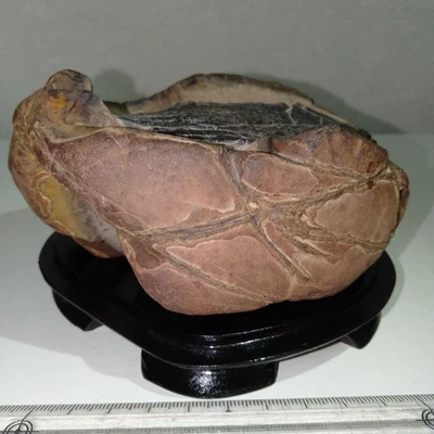 Piedra de abolladura japonesa SUISEKI 4,8 pulgadas de ancho roca de visualización natural BONSAI Foto 1 de 4