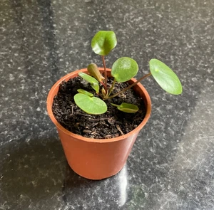 Baby Chinese Money Plant - Picture 1 of 6