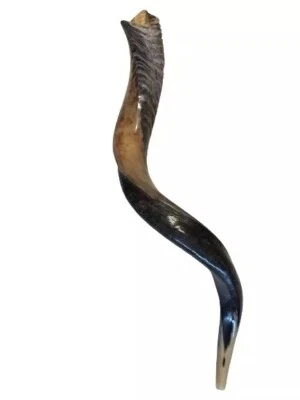 Cuerno Kudu Shofar Yemenita 27”-31” (70-80 cm) Medio Pulido Kosher Envío Gratis EE. UU. Foto 1 de 4