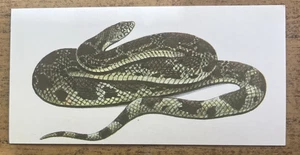 Vintage - 1962 - Gelles Widmer - Reptile CARD -39. Northern Pine Snake - Picture 1 of 2