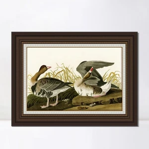Impresión de giclee en lienzo enmarcado ganso con frente blanco por John James Audubon decoración del hogar - Imagen 1 de 13