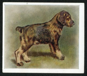 SCHNAUZER PUPPY GODFREY PHILLIPS OUR PUPPIES SERIES 1936 DOG CIGARETTE CARD #22 - Picture 1 of 2