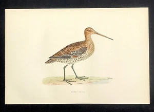 British Birds 1891 impresión original de Morris coloreada a mano antigua Gran Francotirador - Imagen 1 de 3