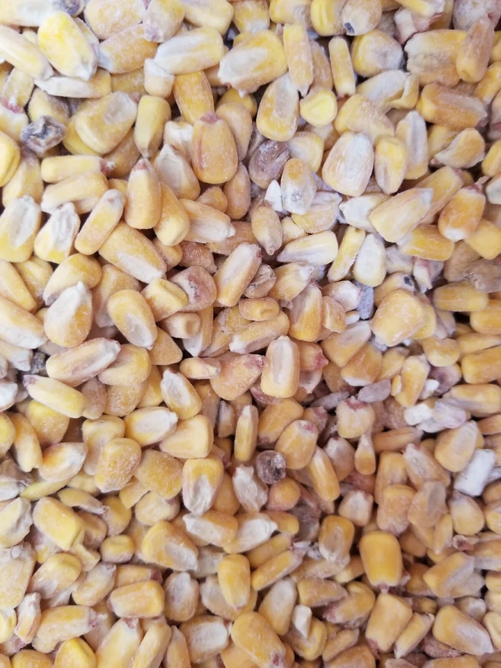 Сухая кукуруза в скорлупе 10 фунтов - Изображение 1 из 1