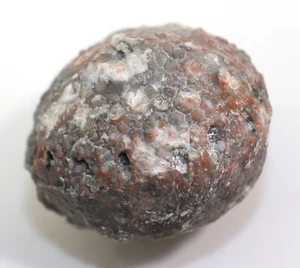 Crinoide, Dolatocrinus sp., Devon, Alpena, Michigan, USA-f849 - Picture 1 of 7