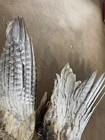 One Pair of Beautiful Pheasant wings for crafts and dog training