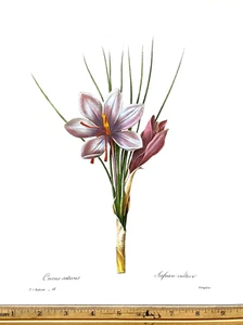 Redoute Flowers #26 Crocus Sativus Botanical Art BK Teller TOP - Bild 1 von 1