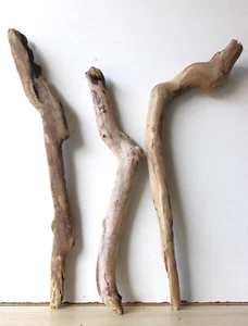 Treibholz Schwemmholz Driftwood 3 XL Hölzer Basteln Dekoration 55 - 60 cm - Bild 1 von 12