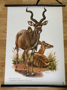 Kudu Antilope Afrika Rollkarte Schulwandkarte 50 cm x 70 cm - Bild 1 von 2