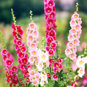 Semillas de acebo mezcla de una sola flor | Semilla de flor de jardín de acebo Alcea Rosea 2025 - Imagen 1 de 12