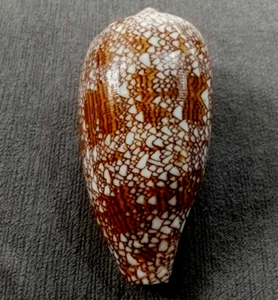 Conus textile 87.5 mm GEM BEAUTIFUL fat body shaped DARK unusual pattern " - Bild 1 von 7