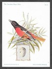 Trade Card Singer Sewing Machines American Song Birds Baltimore Oriole #2