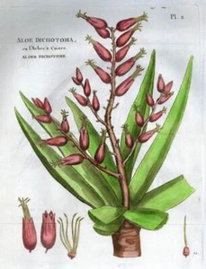 L'ALOIDENDRON DICHOTOMUM gravure estampe illustration originale plante 1792 - Imagen 1 de 2