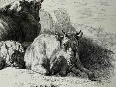 Adam von Bartsch, Ruhende Rinder mit zwei Kälbern 1805 A. van Velde - Bild 1 von 4
