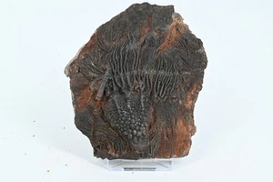 Crinoide fossile syphocrinite elegans Silurien Erfoud Maroc 140x120mm - Picture 1 of 3