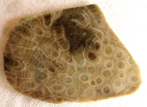 Petoskey Stone Slab - Hexagonaria - Coral Fossil - 64 Grams - Michigan - Picture 1 of 2