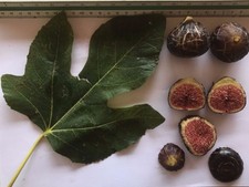 Delicious Fig Trees * Ficus Carica Var. MARTINENCA 3 fresh cuttings