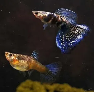 Tiger blue king cobra guppies, size ready to breed. - Picture 1 of 4