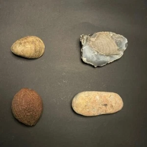 Prehistoric Fossil Lot – Marine Life, Plants, Gryphaea, Seed Pod, Paleo Finds - Picture 1 of 14