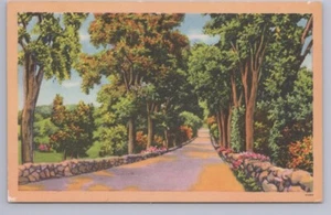 Rural Tree Lined Laneway With Dryset Natural Stone Walls, Vintage Postcard - Picture 1 of 2