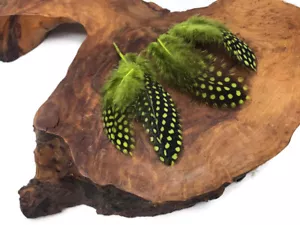 1/4 lb. Olive Green Guinea Hen Polka Dot Feathers Wholesale Halloween Supply - Picture 1 of 10