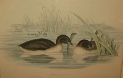 Litografía de aves original antigua JOHN GOULD 'Grebe garganta negra' AUSTRALIA Foto 1 de 4