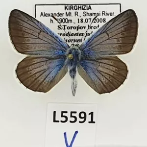 Lycaenidae, Polyommatus juldusus kirgizorum, macho, A1, Kirguistán - Imagen 1 de 2