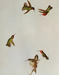 John James Audubon Birds ANNA'S HUMMINGBIRD Vintage Art Print Book Plate 420 - Picture 1 of 3