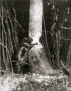 Foto George Shiras III Il castoro che taglia un albero castoro in azione 1900 WOW - Foto 1 di 1