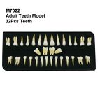 Dental 1:1 permanent Teeth 32Pcs Removable teeth Natural Size Teach Study Model
