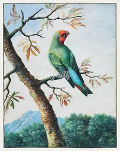 VOGEL STUDIENGEMÄLDE von George Edwards 8 "x 10" Giclée Kunstdruck - Bild 1 von 1